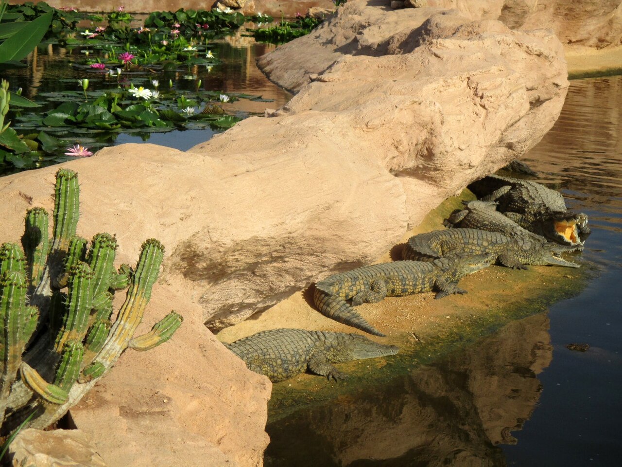 CROCODIL PARK