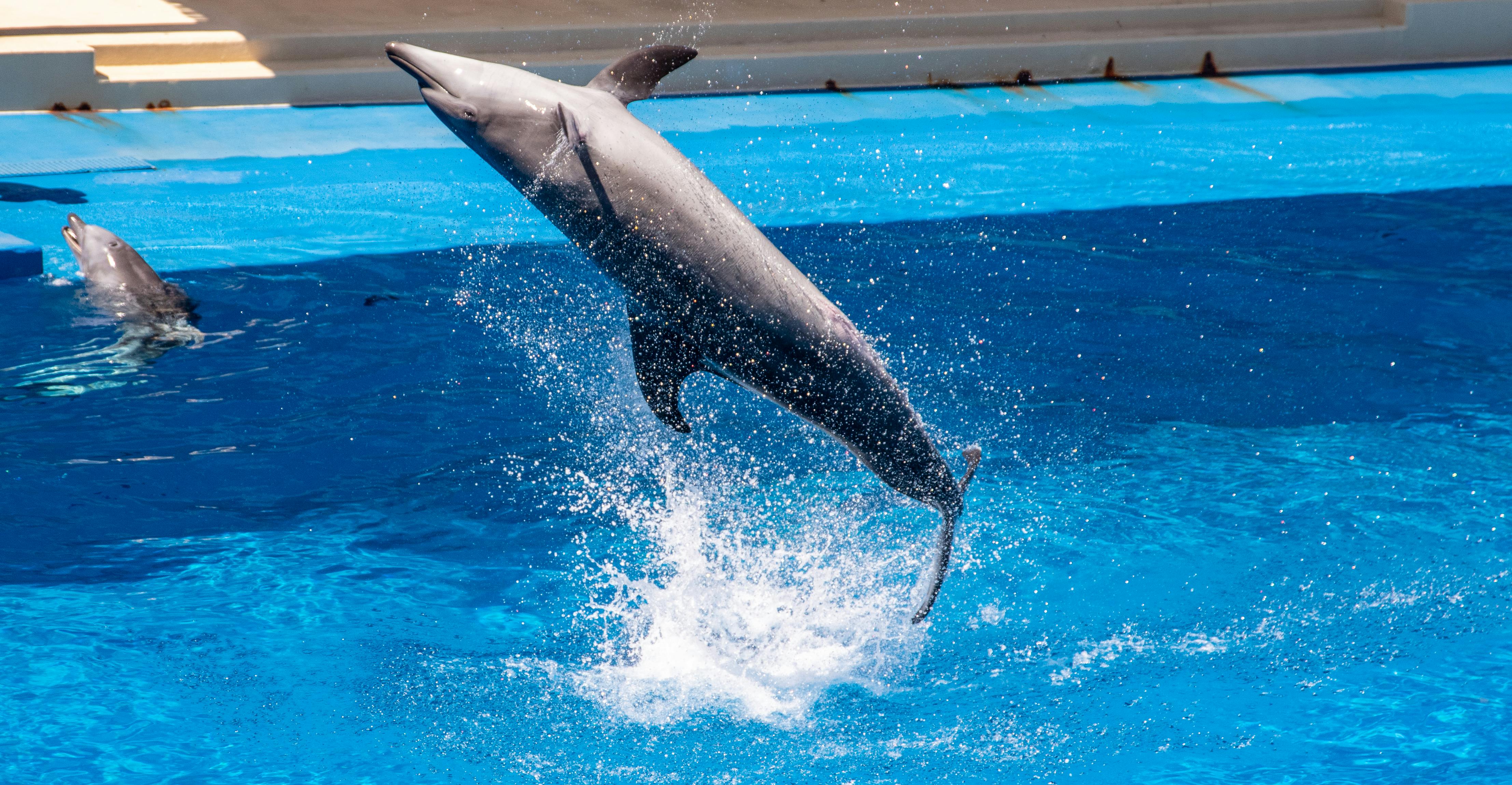 DOLPHIN SHOW